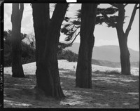 Trees and Hill. [negative]