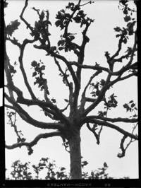 Trees - Plane Trees. [negative]