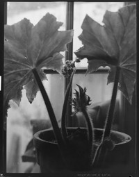 [Plant.] [negative]