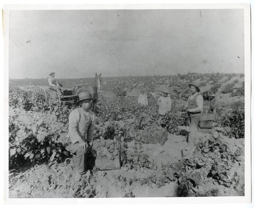 Agricultural laborers at the J. de Barth Shorb Vineyards, San Marino, California