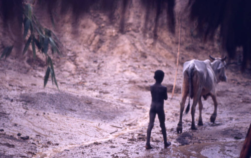 Boy following a cow, San Basilio de Palenque, 1976