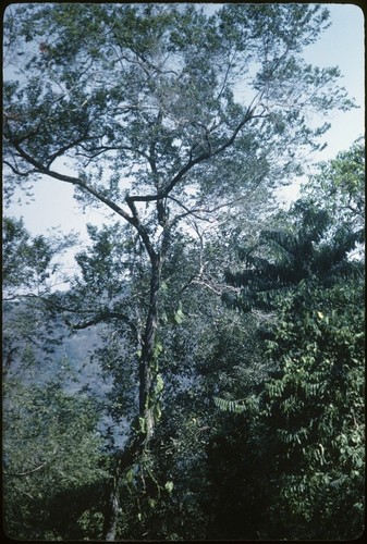 Tropical vegetation on road to Puerto Vallarta