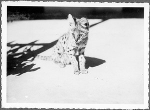 Servaline cat, Tanzania, ca.1927-1938