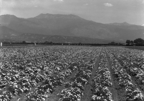 Rose farm, Hemet