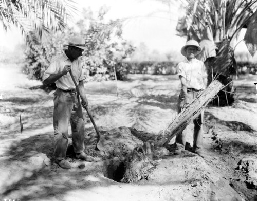 Date palm planting