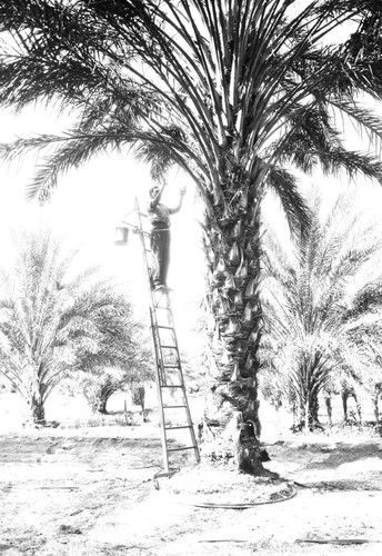 View of date palm with ladder on rail