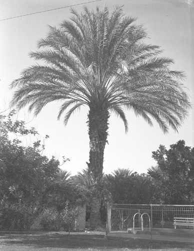 Date palm and swimming pool