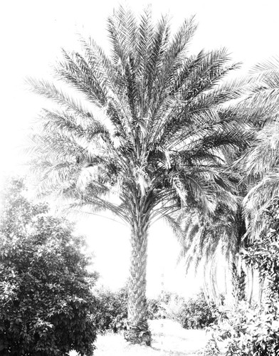 Date palm