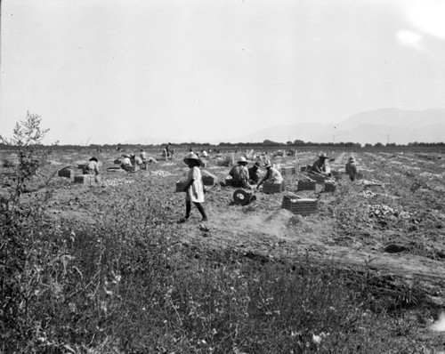 Onion harvest, Coachella Valley