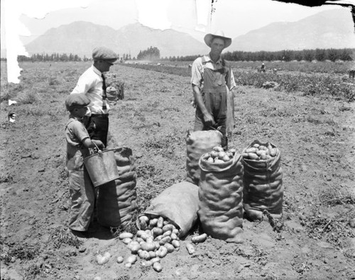 Potato harvest in Nuevo