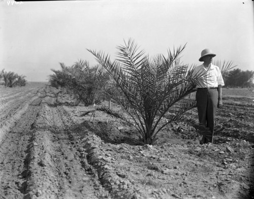 Man with date palm