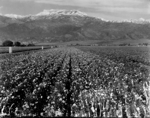 Rose farm, Hemet