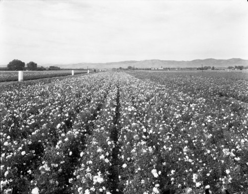 Rose farm, Hemet