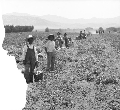 Potato harvest in Nuevo