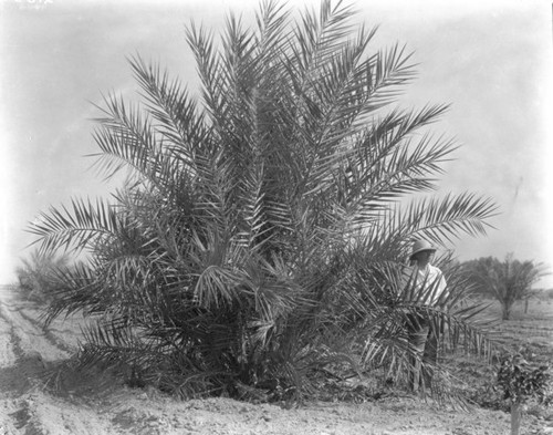 Man with date palm