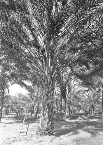 View of date palms with ladders