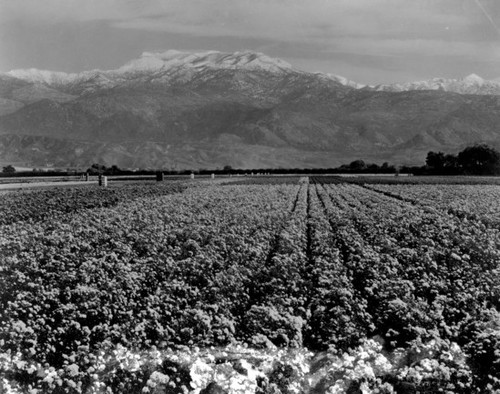 Rose farm, Hemet