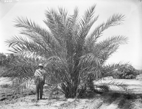 Man with date palm