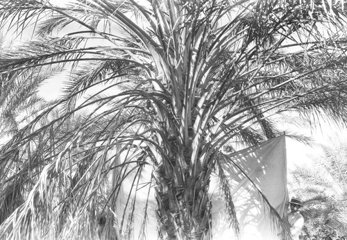 View of date palm and tarp to catch dates