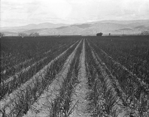 Onion field, Coachella Valley