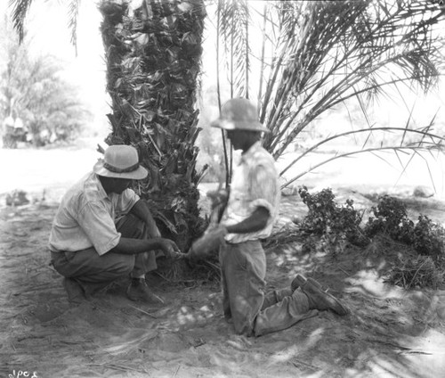 Date palm maintenance