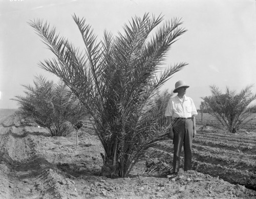 Man with date palm