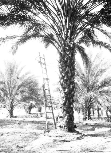 View of date palm with ladder on rail