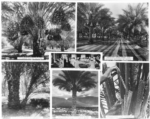 Photomontage of date growing and packing