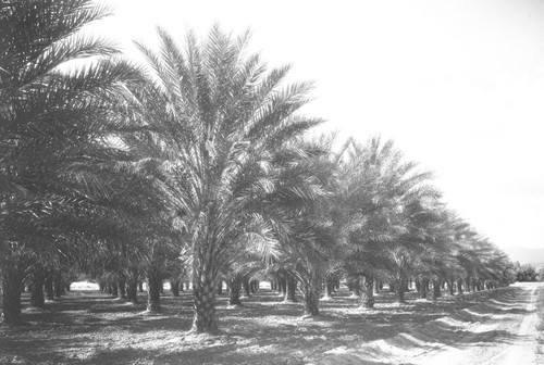 Date grove