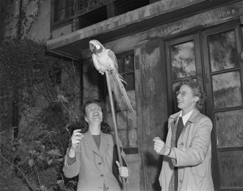 Margaret Spiller and Sylvia Pattison with parrot, Mission Inn