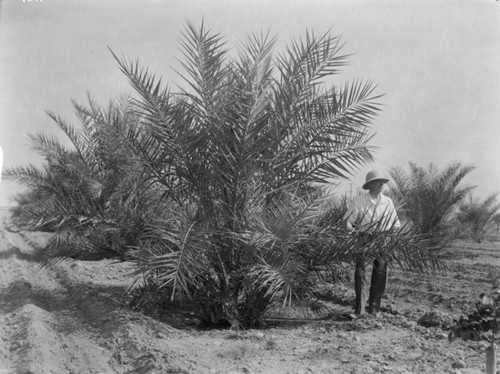 Man with date palm