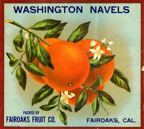 Washington Navels