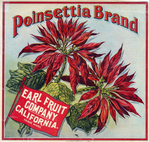 Crate label, "Poinsettia Brand." Earl Fruit Company, California