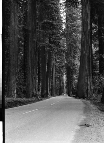 Redwoods on Highway 101