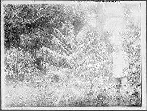 Arnold Blumer next to a coffee plant, Arusha, Tanzania, 1924