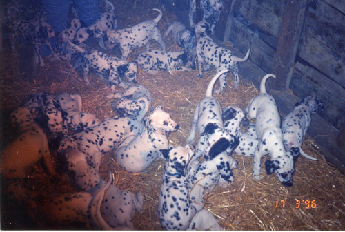 Production still from "101 Dalmatians" (1996)