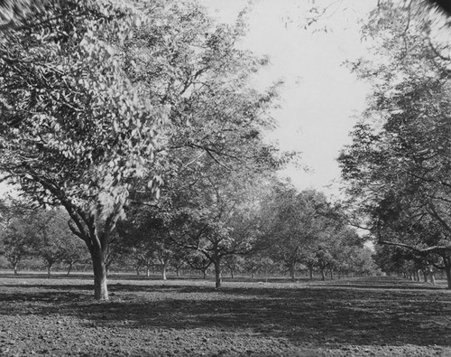 An English walnut grove in Orange County