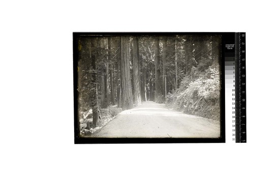 [Dirt road and power lines through a dense forest]