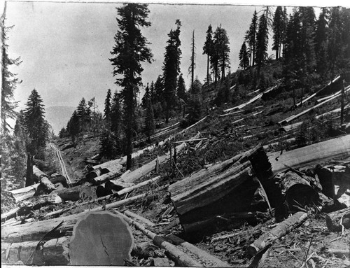 Logging, Converse Basin, near Boole Tree, from Ed Bryant's Album