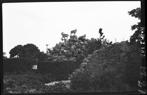 Ibexes in a zoo, South Africa, ca. 1933-1939