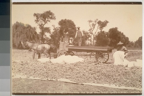 View on W.J. Fosgate's seed ranch, spreading the onion seed to dry, Santa Clara, California. No. 744