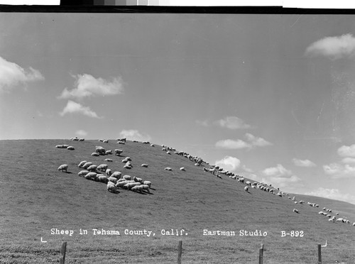 Sheep in Tehama County, Calif