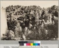 Tehachapi Flood Area. September 30, 1932. Lower fringe of woodland type at about 5000 ft. elevation in the cloudburst area. Interspaces between trees in woodland border had been heavily grazed with resultant gulleying in the heavy rain. Oct. 1932. Lowdermilk