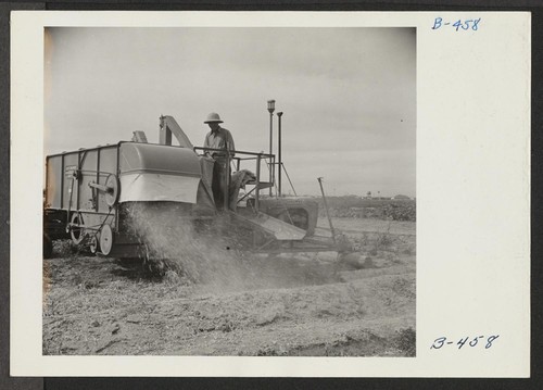 Threshing green eating peas for seed. Eleven acres of peas are grown here for their seed, and yield 10 to 12 sacks per acre. This is an extremely high yield. Photographer: Stewart, Francis Rivers, Arizona