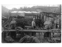 Hetzel tobacco plantation, Guerneville, Cal