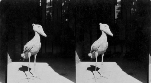 "Shoebill Stork" in New York Zoological Park. Keystone View Co. has signed an agreement with N. York Zoological Park that stereos of above lizards and "Shoebill Stork" will be used only in stereographs and lantern slide form and in no other way or form - also before they are put on the market, Keystone will submit prints & titles & descriptive matter to the N.Y. Zoological Park, c/o Mr. H.R. Mitchell, Chief Clerk, 185th St. and Southern Blvd. New York City. Mr. Mitchell if we ask for will furnish further datas ect. on these subjects