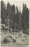 [Lumber camp at Shaver, Fresno County]