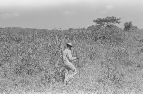 Man walking in a field, San Basilio de Palenque, 1976