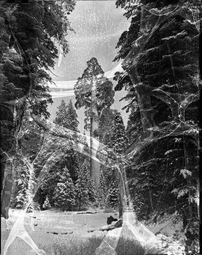 General Grant Tree in snow. Giant Sequoia Winter Scenes