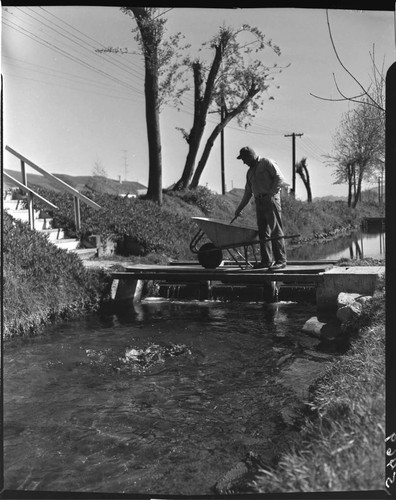 Man with a wheelbarrow on a small bridge feeding fish in the stream